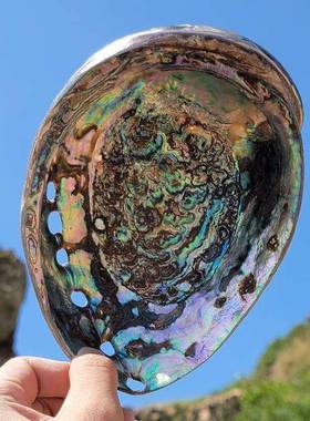 新艺西螺兰鲍鱼壳巴西鲍鱼贝壳家居饰海品壳鱼缸水族KMK摆件工品