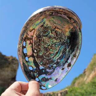 新艺西螺兰鲍鱼壳巴西鲍鱼贝壳家居饰海品壳鱼缸水族KMK摆件工品