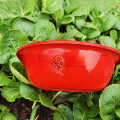 塑料盆2脸斤斤装5斤装41110斤装装草莓脸水盆果脸盆草莓盆小号红