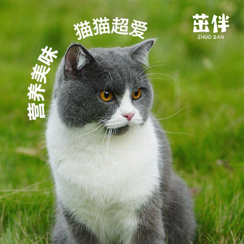 茁伴营养增肥发腮全价主食猫罐宠物湿粮猫粮补水三文鱼兔鸡鸭口味,宠物/宠物食品及用品,猫全价湿粮/主食罐,淘宝优惠券,粉丝福利购,淘宝优惠卷