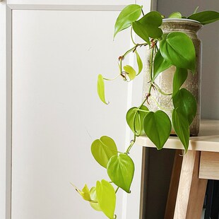 水培柠檬汁蔓绿绒垂吊长藤窗台书架绿植物小好养不长虫室内不怕冷