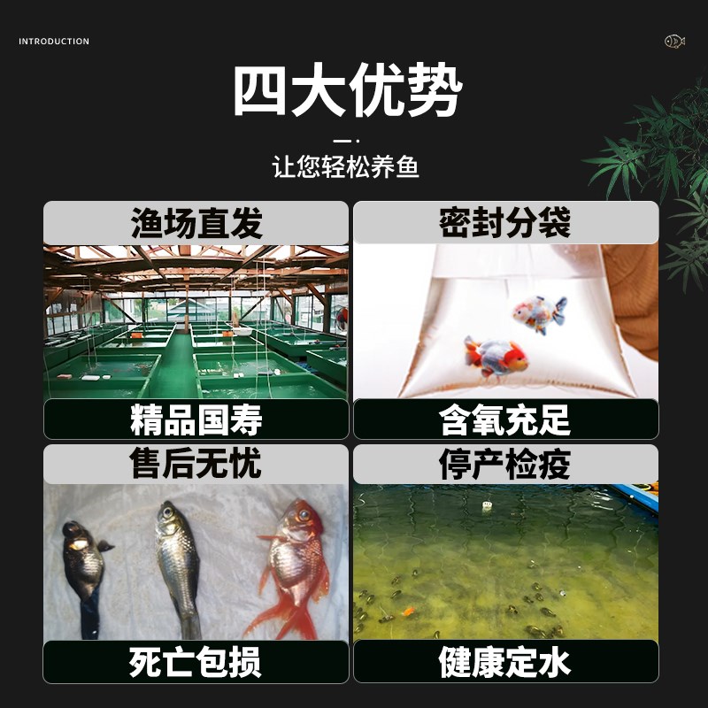 兰寿金鱼冷水观赏鱼苗金鱼活鱼淡水好养耐活小金鱼奶牛招财宠物鱼