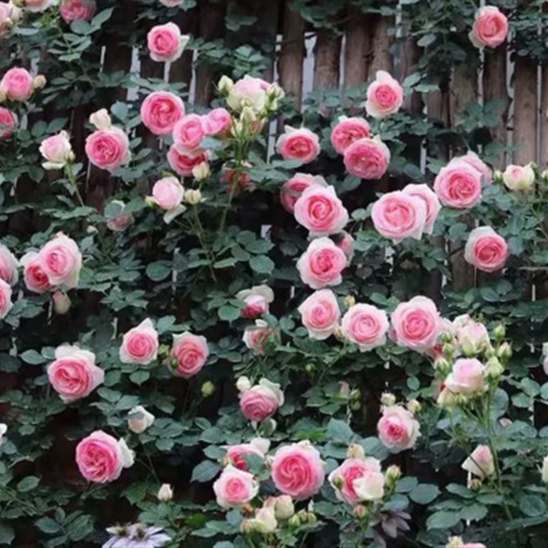 玫瑰花苗四季开花盆栽花卉植物室内花月季花树苗特大花老桩苗