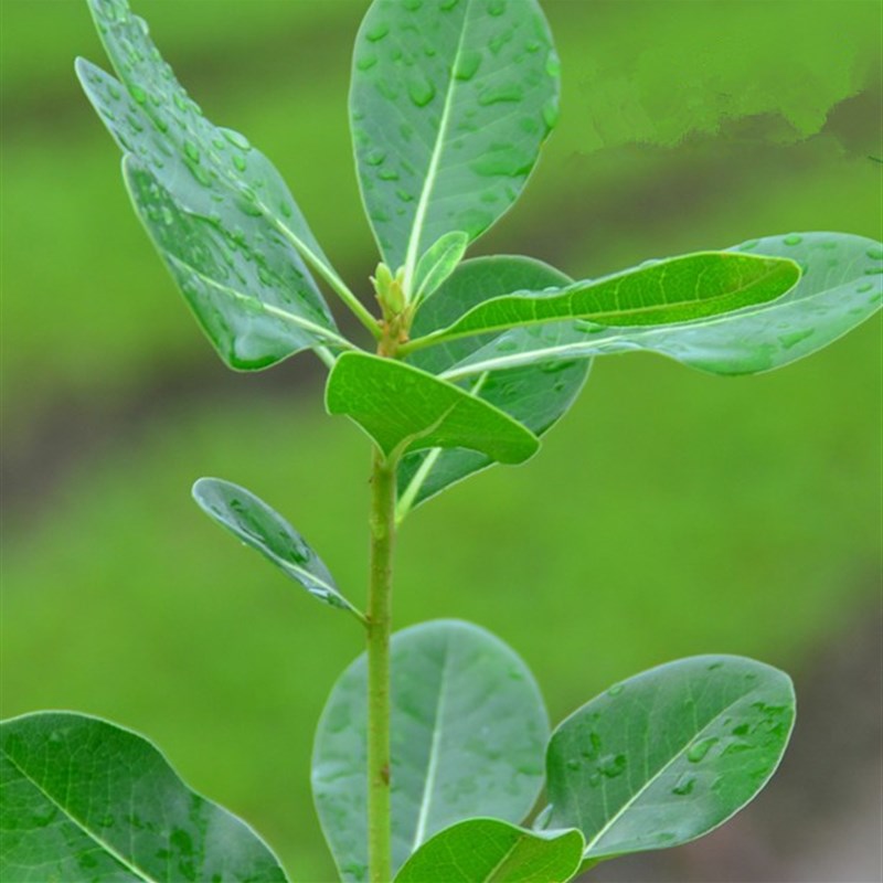 庭院绿化苗木 海桐树苗 四季常青篱笆苗 庭院海桐苗绿化植物绿植