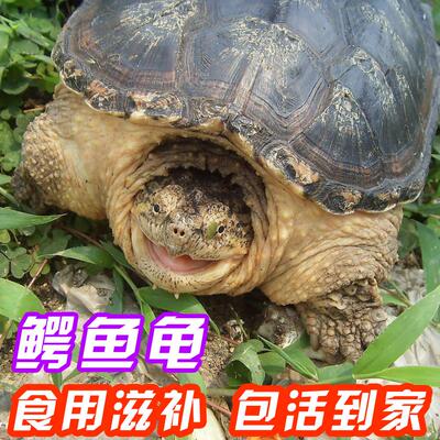 可食用活物大鳄龟人工养殖大型北美杂佛大鳄鱼肉活体水龟活体发货