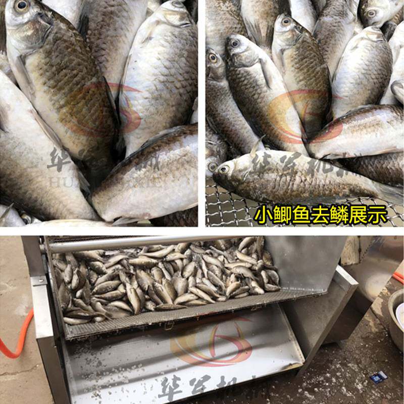 商用全自动刮鱼鳞机小鱼去鳞机冲洗打鳞杀鱼机器白条鲫鱼刮鱼鳞刨