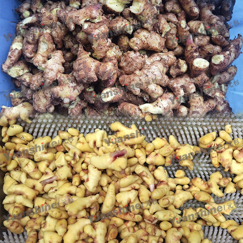 全自动烟薯清洗去皮机 安徽香芋去皮机 不锈钢辣菜疙瘩洗泥机