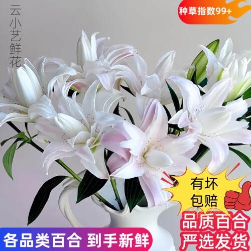 云南直发鲜切花水培养花各品类超连结香水百合花束高级感瓶插花真