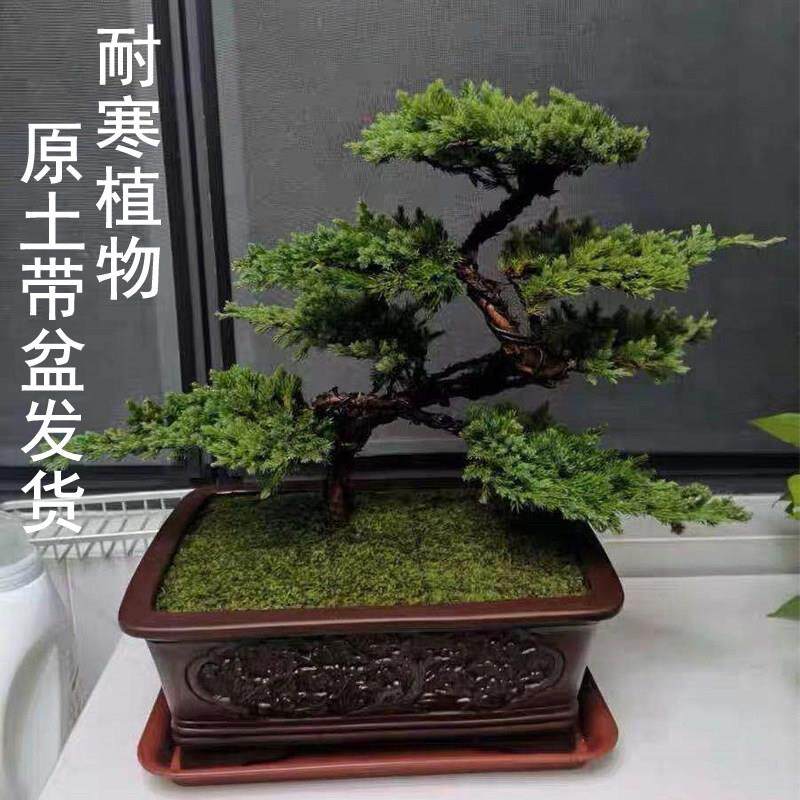 迎客松真树盆景盆景造型小型办公室盆栽摆件玄关室内客厅四季常青