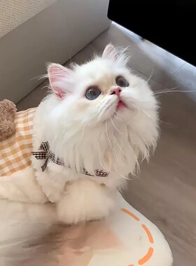 猫咪衣服秋冬保暖珊瑚绒无袖小马甲宠物服装加绒加厚狗狗棉服背心