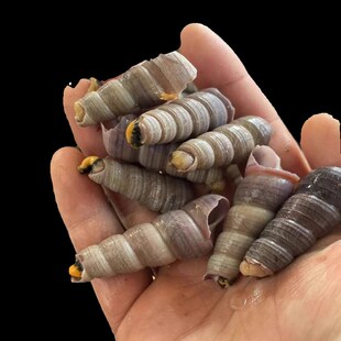 海鲜鲜活钉螺去尾钉螺海螺野生钉螺海螺丝水产贝类3斤顺丰包邮