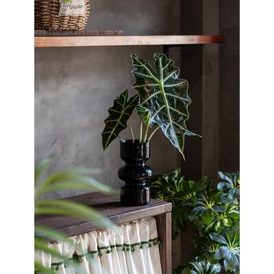 大仙女海芋水培植物室内盆栽网红绿植观音莲非洲面具客厅净化空气