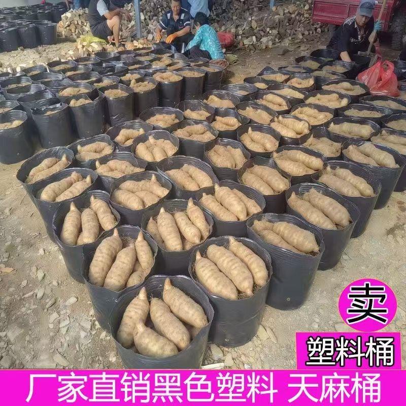 黑色加厚防老化育苗杯黑天麻种植桶营养钵天麻种植袋天麻菌种大号