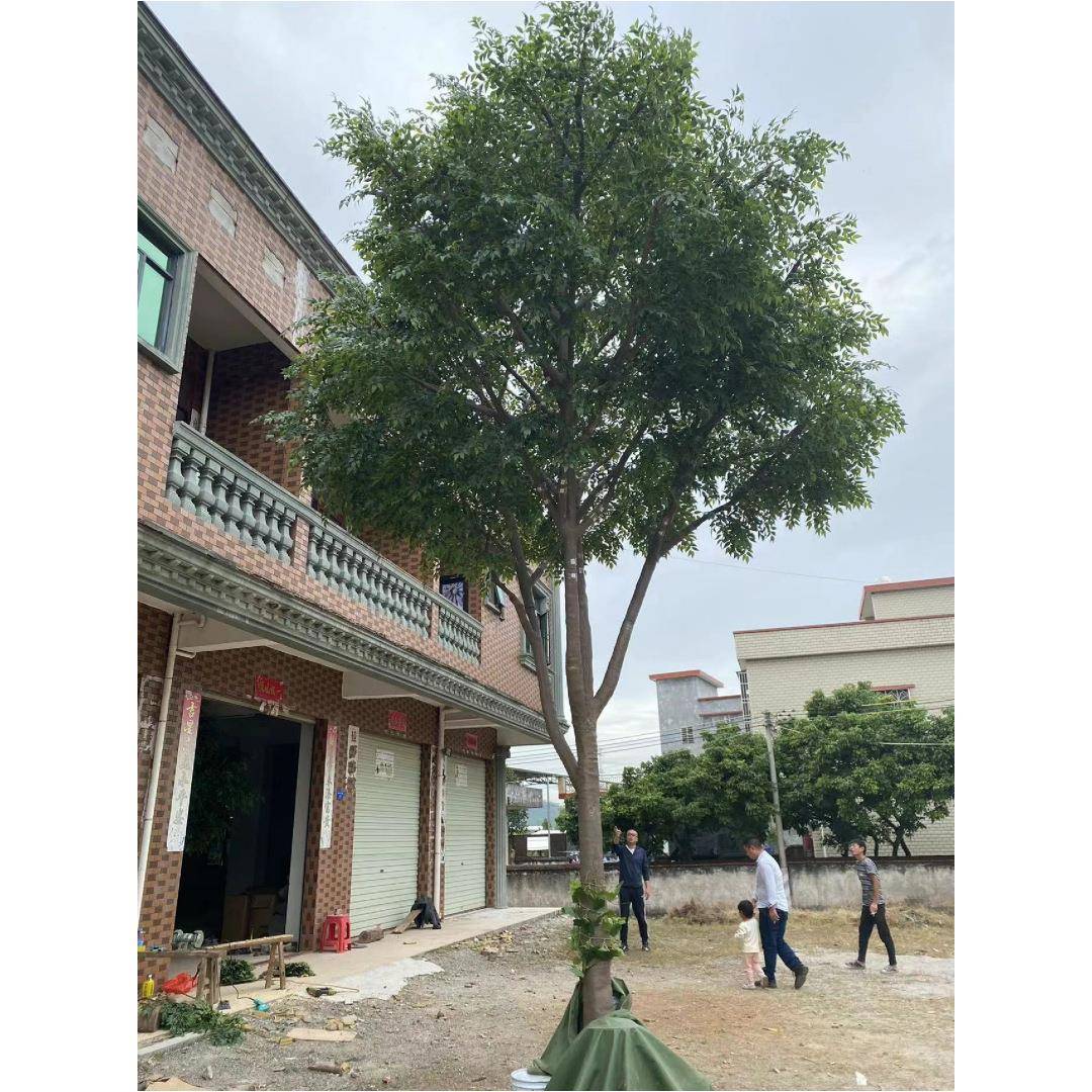 CH-20230仿真枫树枫叶树大青型绿植室内设爪计装饰假树橱窗枫造景
