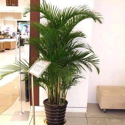 散尾葵凤内尾竹室花客厅大型绿植盆栽夏威夷盆景卉物植ZKP吸甲醛