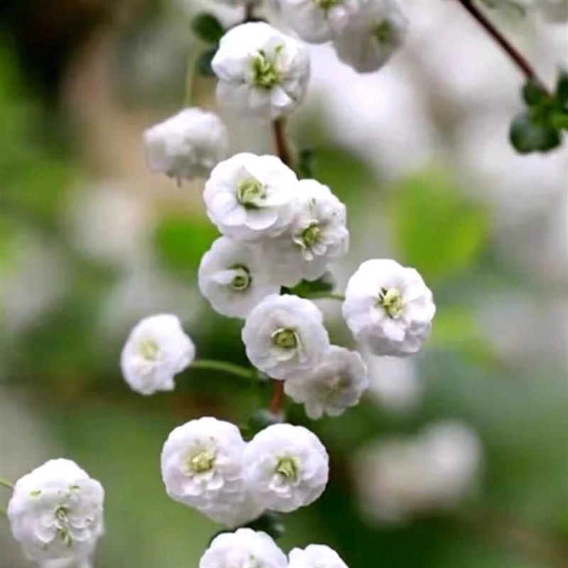 重瓣雪柳盆栽喷雪花苗水培笑颜花多季开花植物室内庭院地栽驱蚊虫