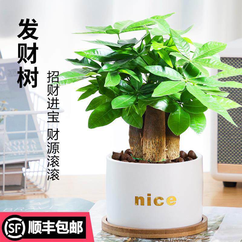 发财树花卉盆栽植物办公室内客厅绿植小盆景四季常青易活水培好养