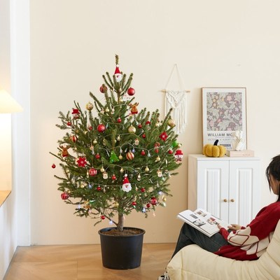 花芬坊大型真的圣诞树新款装挂饰云杉摆件真树诺贝松树圣诞节家用
