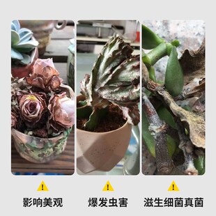 多肉专用长镊子花多多园艺工具加长304不锈钢夹子枯叶夹水草种花