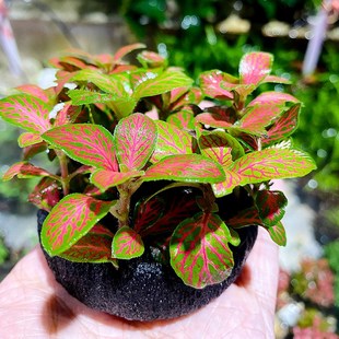 网纹草树叶白色网纹叶子有茎植物景观绿植室内鱼缸前景造景淡水草