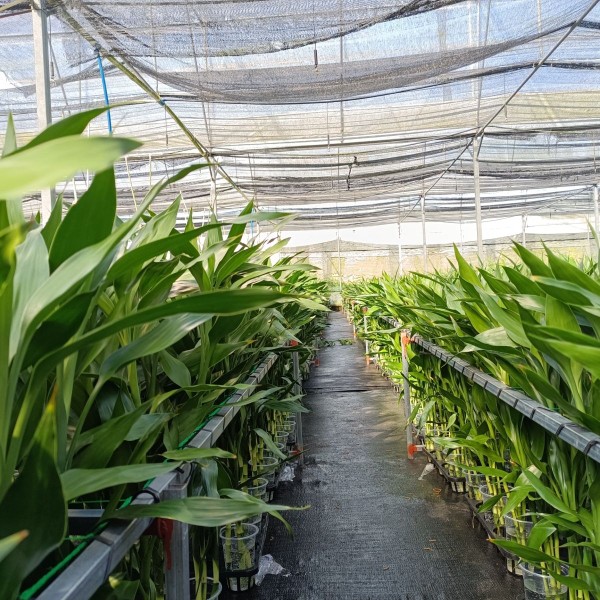 富贵竹带根易养活室内水培绿植盆栽室内净化空气四季好养办公室