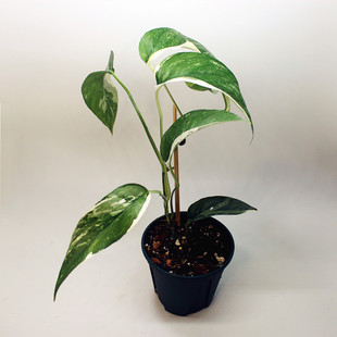 包邮麒麟尾白锦室内绿植客厅大叶藤本植物可水培阳台花卉办公室