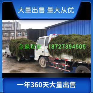 伊乐藻吃不败种籽苗鱼虾蟹养殖专用植物净化水质鱼缸水生植物水草