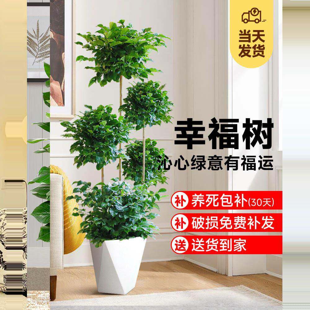 广州基地幸福树客厅盆栽多层绿植办公室内吸甲醛四季常绿花卉绿植
