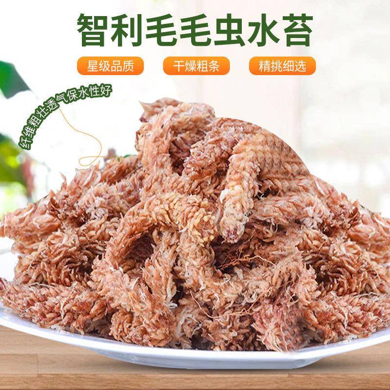智利水苔多肉兰绿植花造景基质爬宠冬眠垫材椰砖大块9斤