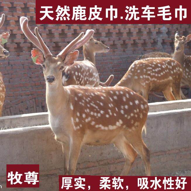 鹿皮巾擦车巾加厚洗车大毛巾擦玻璃吸水毛巾真皮麂皮鸡皮鹿皮抹布