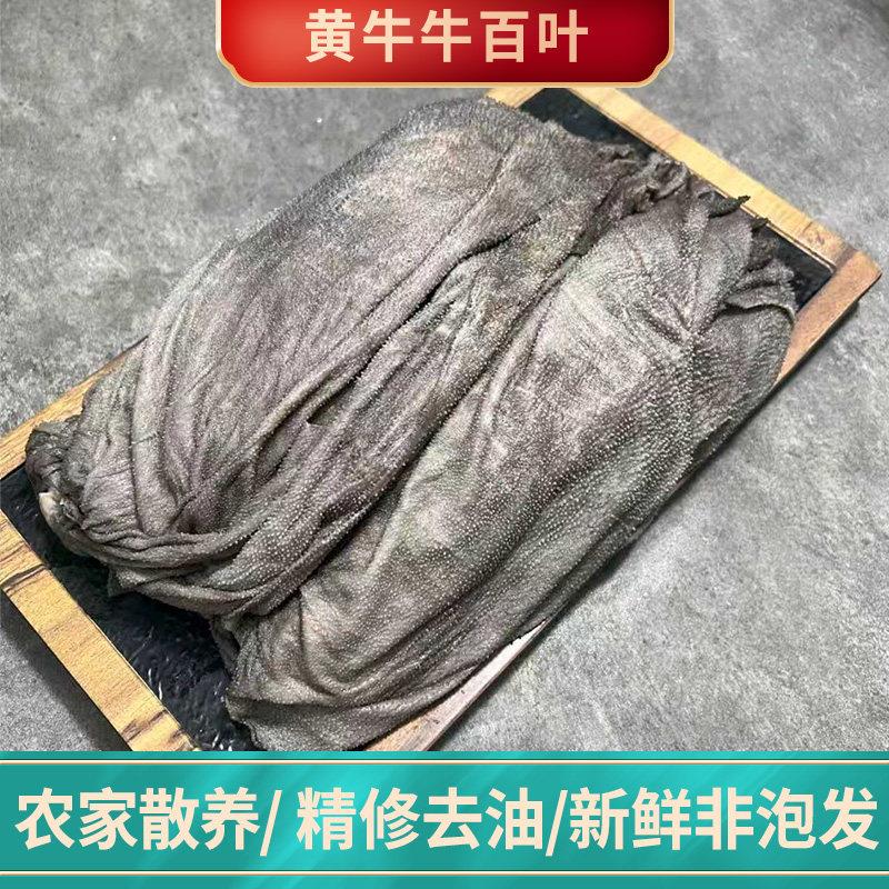 新鲜毛肚商用牛百叶带底板大叶片黑千层肚火锅专用食材10斤