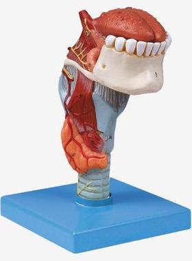 喉附舌、牙模型A13003