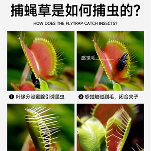 超大捕蝇草盆栽猪笼草食虫食人花卉水培植物茅膏菜驱蚊绿植捕虫草