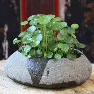石头花盆绿萝多肉菖蒲铜钱草禅意花瓶天然创意鹅卵石原石绿植花器