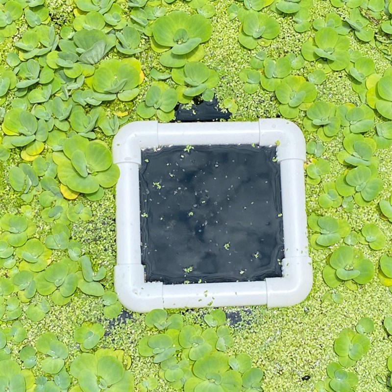 鱼缸喂食圈防飘散浮萍阻拦器龟缸投食圈大号带吸盘鱼粮投喂漂浮圈