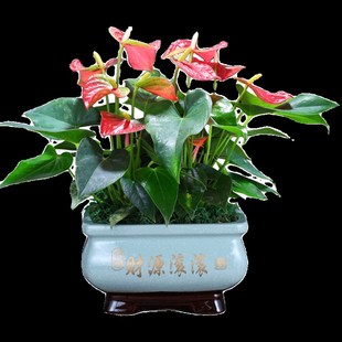 红掌花卉盆栽带花一帆风顺花卉植物室内绿植鸿运当头四季 好养