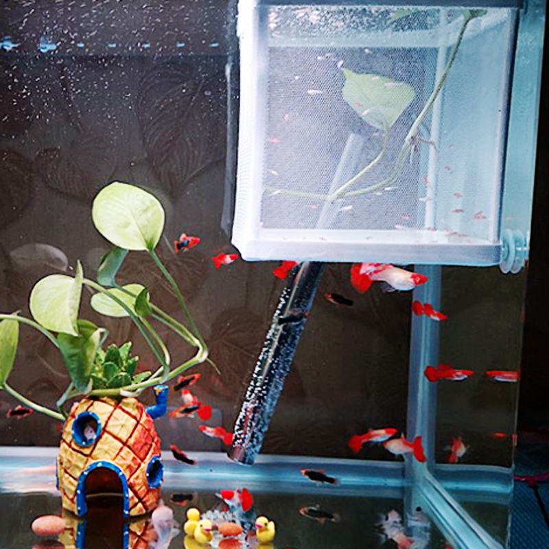 新疆包邮鱼苗隔离网孔雀鱼幼鱼苗繁殖盒产房孵化器保护鱼仔孵化盒