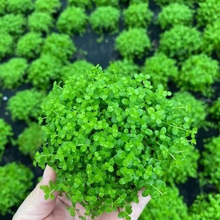 前景草趴地爬地矮珍珠坨草水草缸鱼缸草缸造景懒人水草阴性草皮