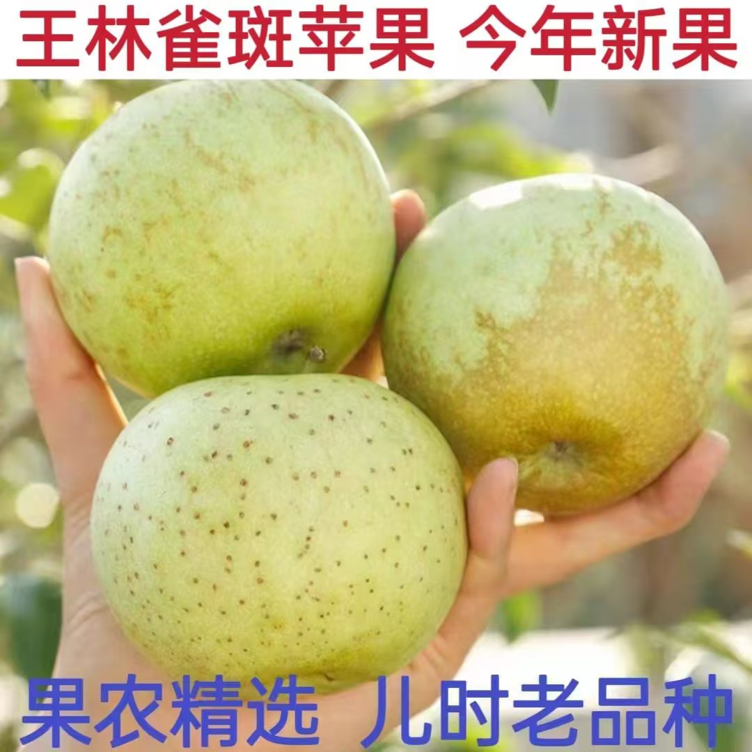 【王林苹果】现摘现货青苹果新鲜水果当季现摘绿小苹果酸脆甜整箱