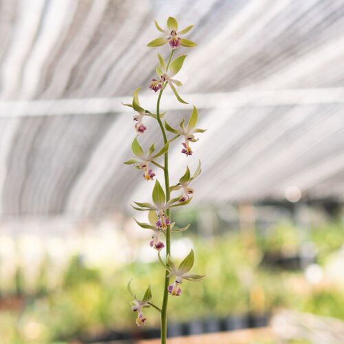 匠人花圃特别香椰香虾脊兰露天人工栽培品种复色国洋兰浓香鹤顶兰 - 封面
