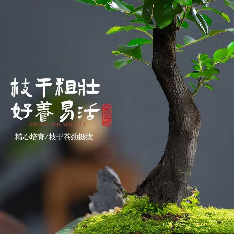 小叶紫檀盆景老桩植物树苗办公室内桌面小绿植黑骨茶盆栽禅意摆件