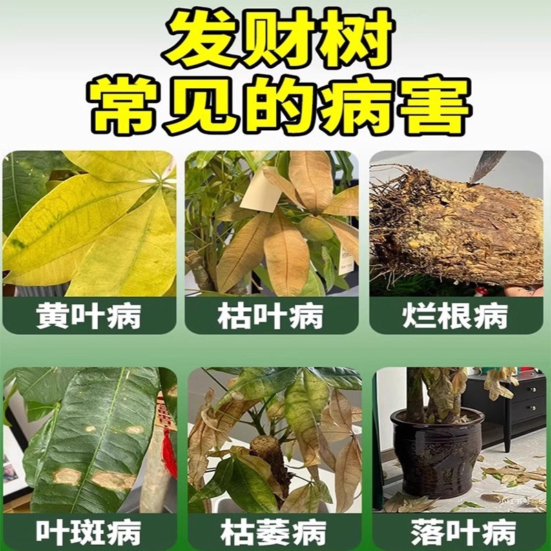 发财树黄叶枯叶烂根专用药叶斑病叶子发黄专用营养液土壤杀菌剂肥