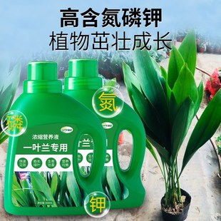 一叶兰专用肥料浓缩营养液覆合肥室内大叶盆栽绿植观叶植物花肥