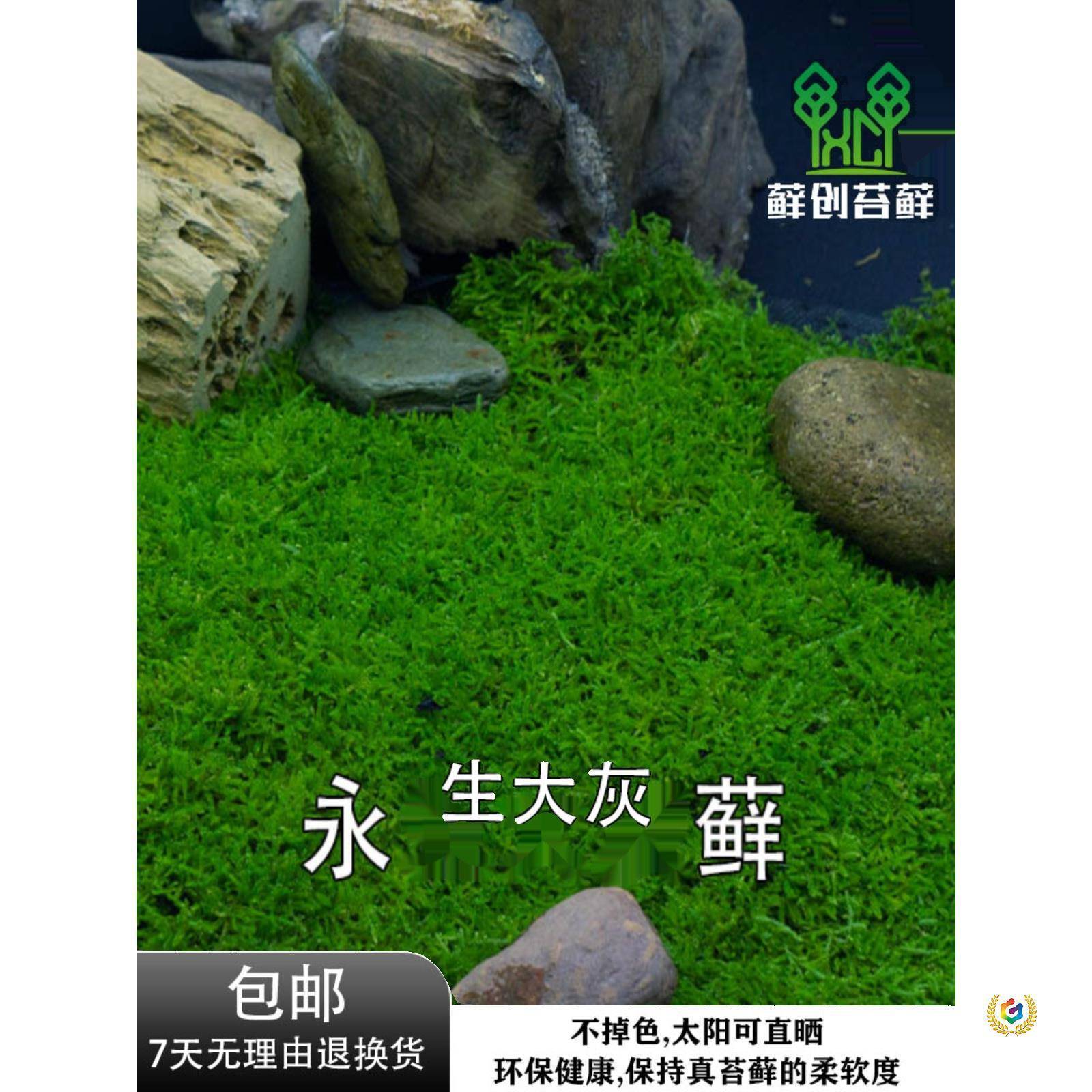 ?【藓创苔藓永生苔藓藓白发大灰藓大羽藓造小灰景铺Fh($p#g&面青