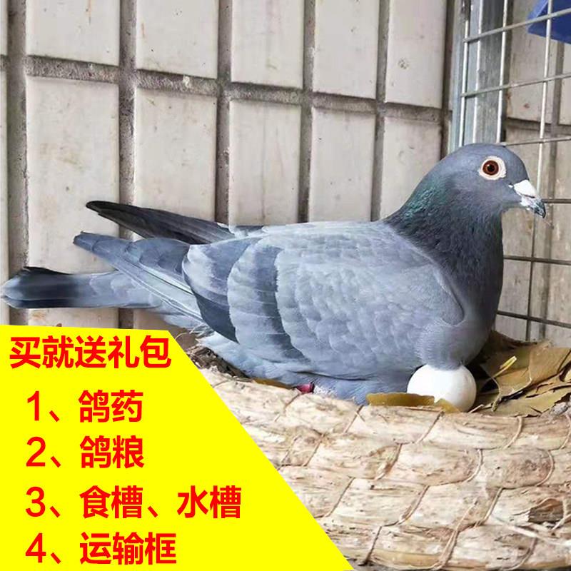 鸽子活体一对信鸽天落鸟幼鸽青年纯黑成年种鸽成绩鸽赛鸽原配白色