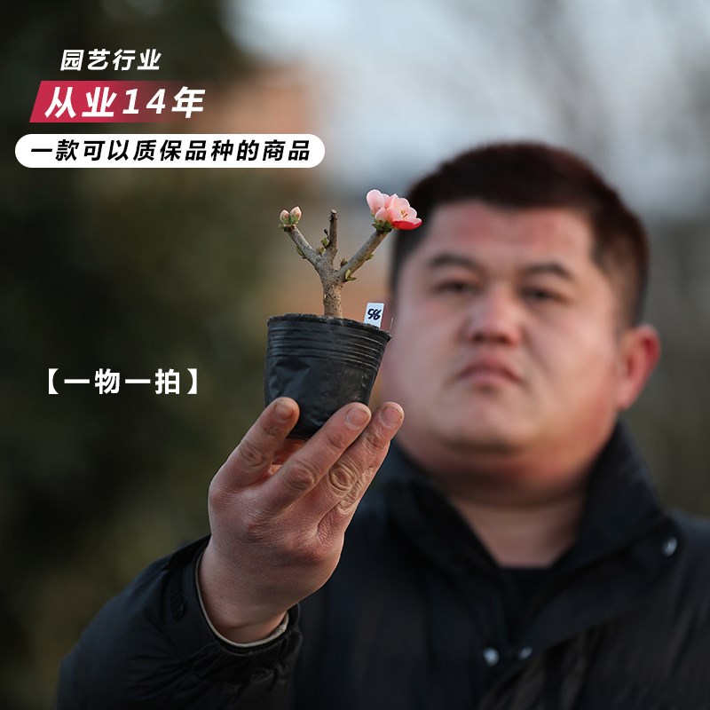 精品长寿宝海棠复色出锦长寿梅原生微型盆景苗带花苞小叶东阳锦