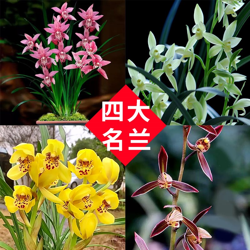 【拍一发二】四大名兰草墨建春带盆栽精品名贵办公室内绿植花卉红