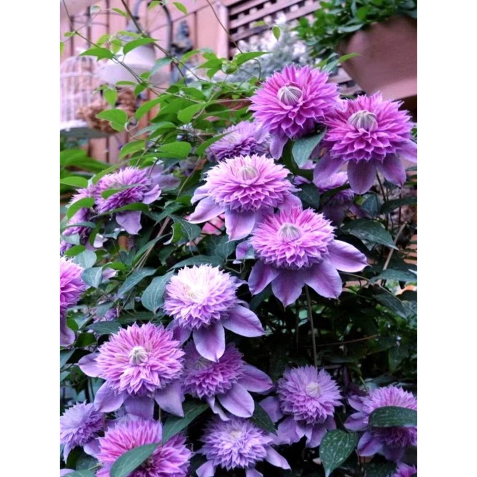 铁线莲爬藤植物进口大花苗室内外耐寒庭院多年生易种活四季开盆栽