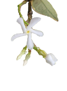 伟伟园艺 新品花叶风车茉莉 耐热耐晒 单颗包邮 顶楼阳台花园