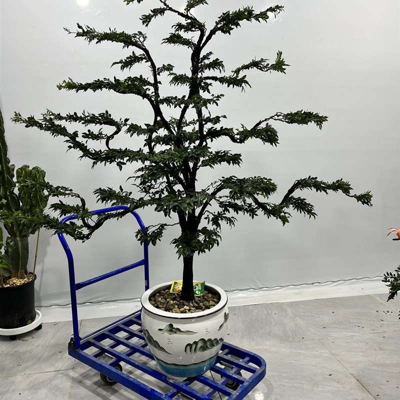 小叶紫檀盆栽客厅别墅庭院办公室高端绿植黑骨茶盆景开花结果植物